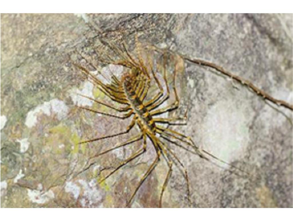 教育園丁的話圖片（圖二）大蚰蜒（Thereuopoda clunifera），低海拔地區常見的蚰蜒，夜間活動，常棲息在岩壁或樹幹上。