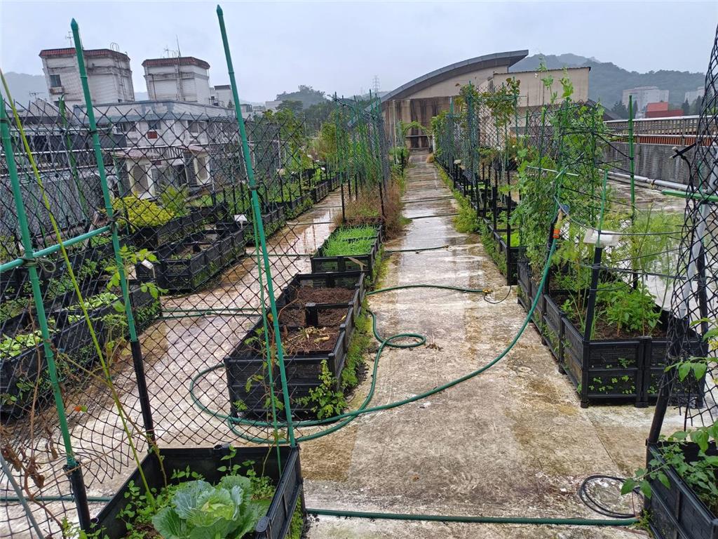 教育園丁的話圖片綠屋頂運用回收水澆灌