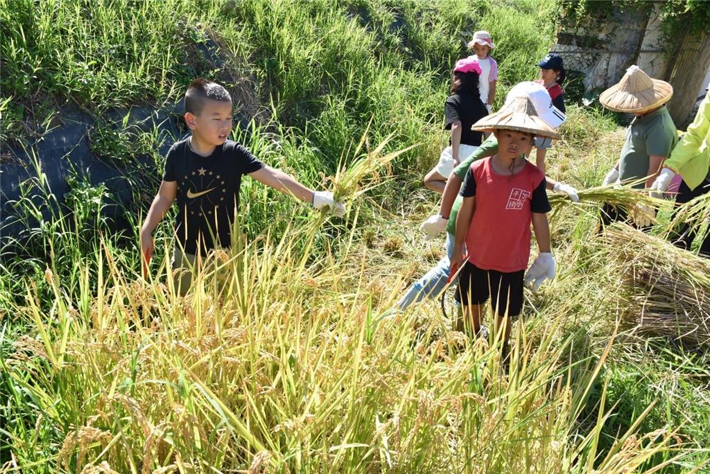 教育園丁的話圖片2.割稻藏穗，食農傳承